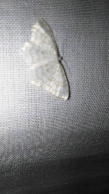 Asthena albulata - gyertyán-fehéraraszoló