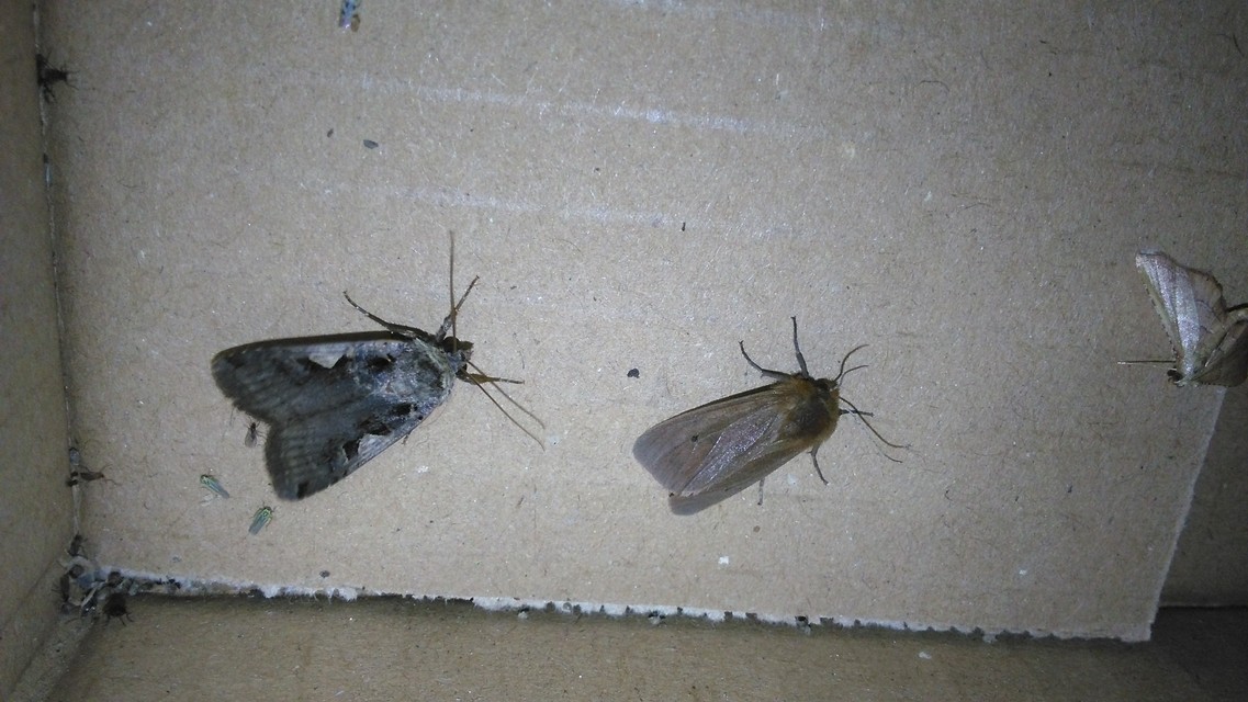 Phragmatobia fuliginosa - füstös medvelepke