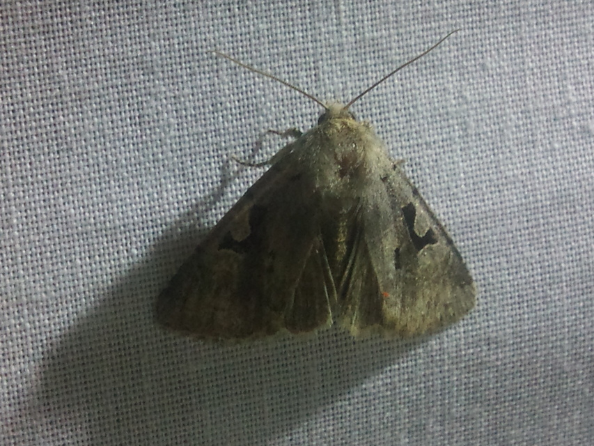 Orthosia gothica - feketefoltos barkabagoly