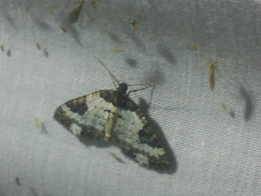 Melanthia procellata - hullámos tarkaaraszoló