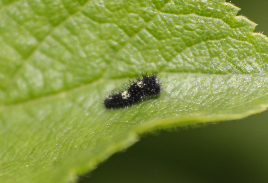 Iphiclides podalirius - kardoslepke