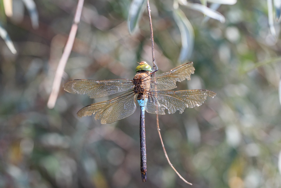 Anax parthenope - barna óriásacsa