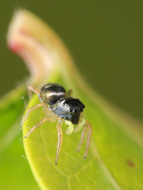 Heliophanus cupreus - rezes ugrópók