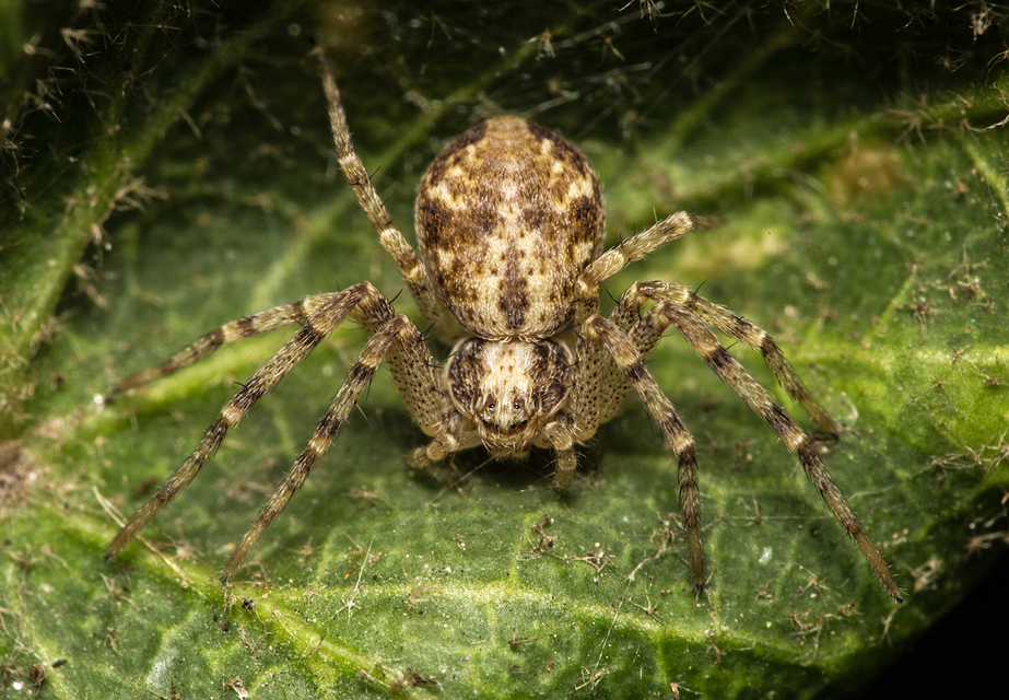Philodromus