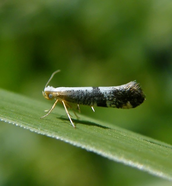 Argyresthia