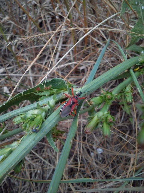 Rhynocoris iracundus - közönséges gyilkospoloska
