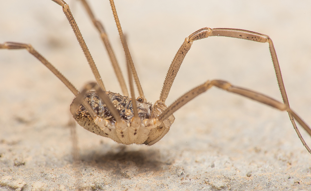 Opilio saxatilis
