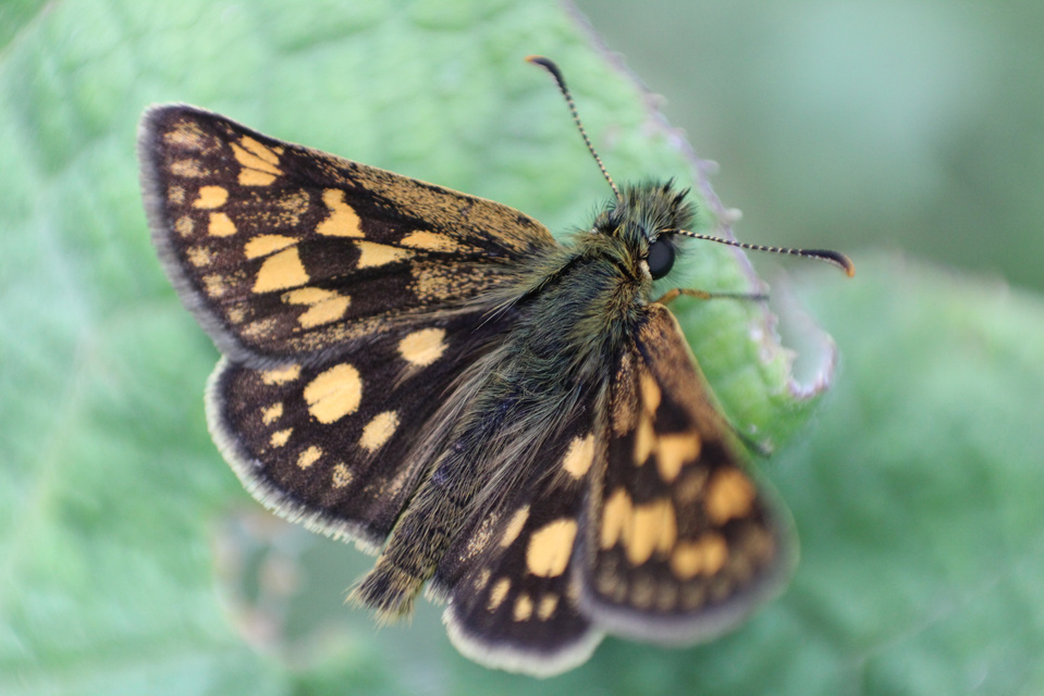 Carterocephalus palaemon - kockás busalepke