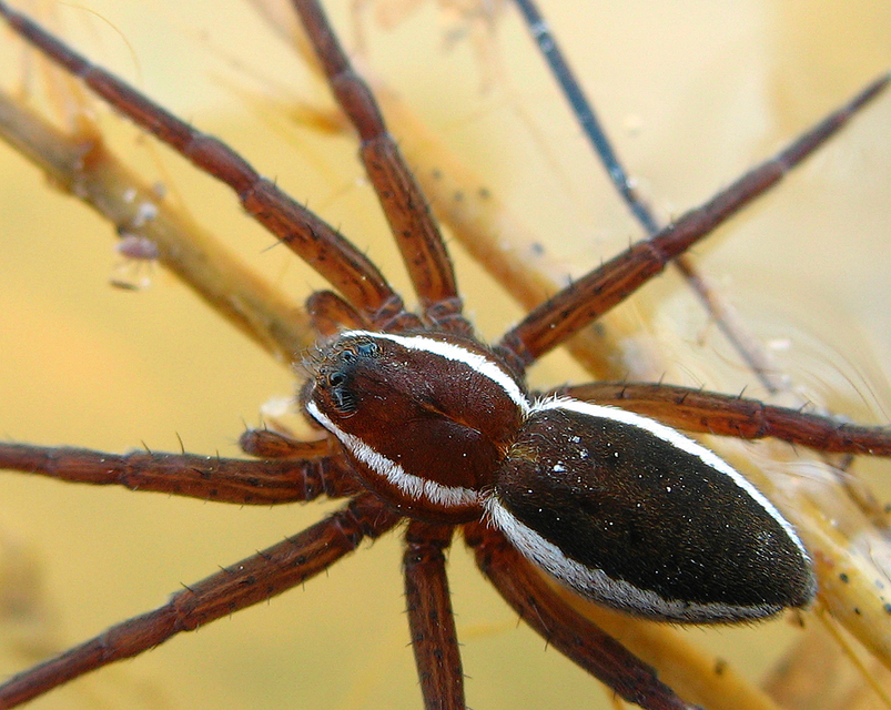 Dolomedes fimbriatus - szegélyes vidrapók