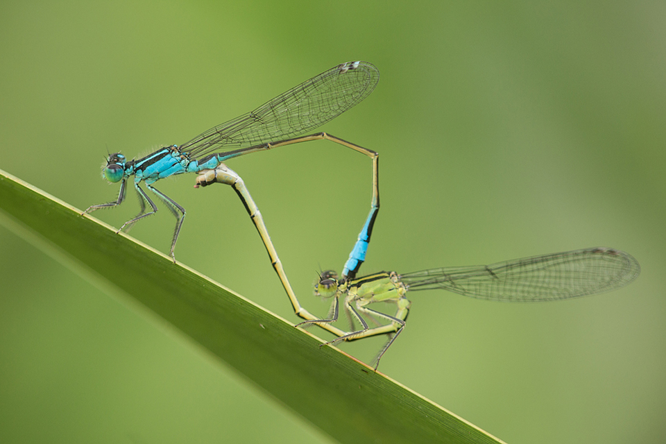 Ischnura elegans