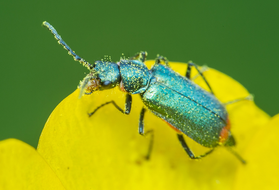 Malachius bipustulatus - kétfoltos bibircsesbogár