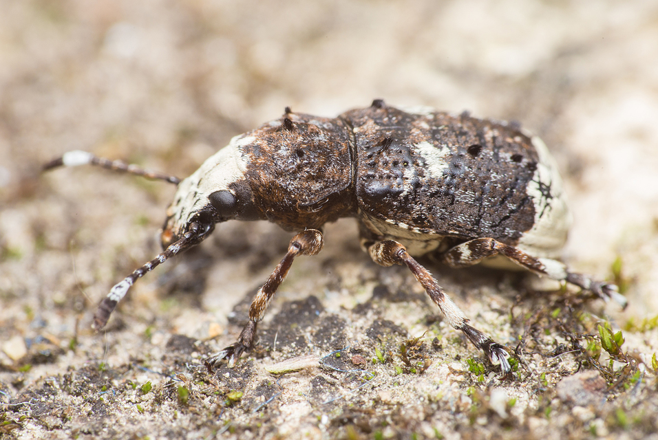 Platystomos albinus - nagybajuszú orrosbogár