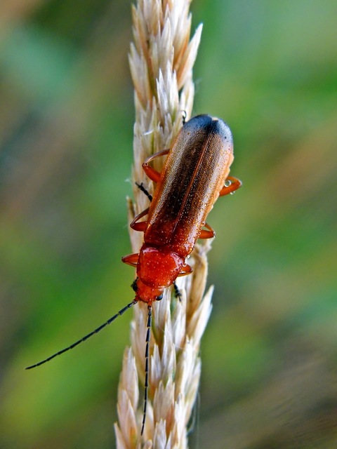 Rhagonycha fulva - feketevégű lágybogár