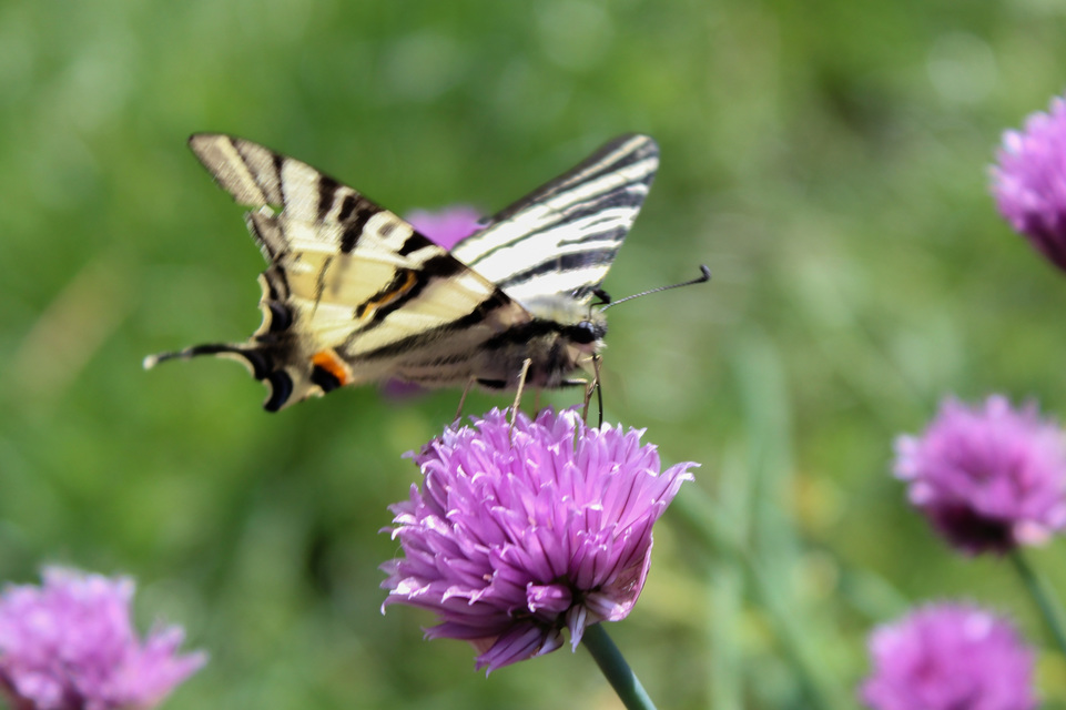 Iphiclides podalirius - kardoslepke