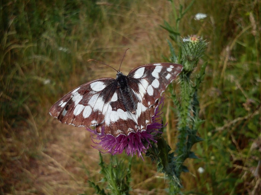 Melanargia galathea - sakktáblalepke