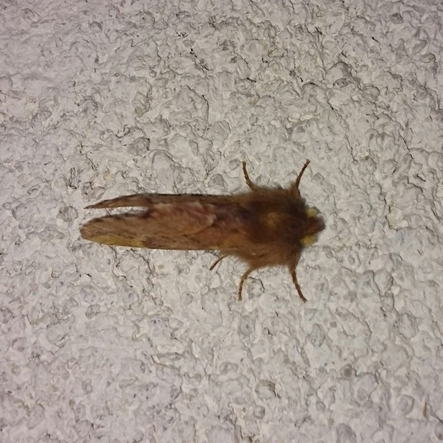 Ptilophora plumigera - tollas púposszövő