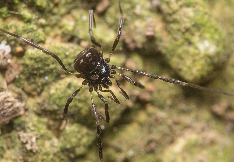 Carinostoma elegans