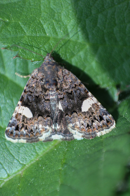 Tyta luctuosa - fekete nappalibagoly