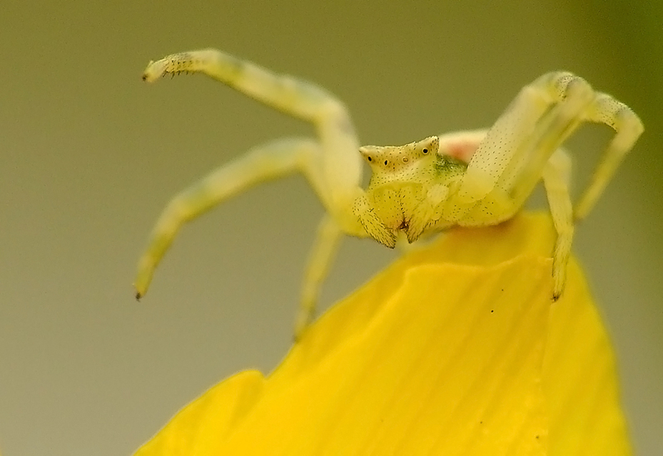Thomisus onustus - fehér karolópók