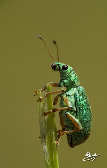 Polydrusus formosus - selymes lombormányos