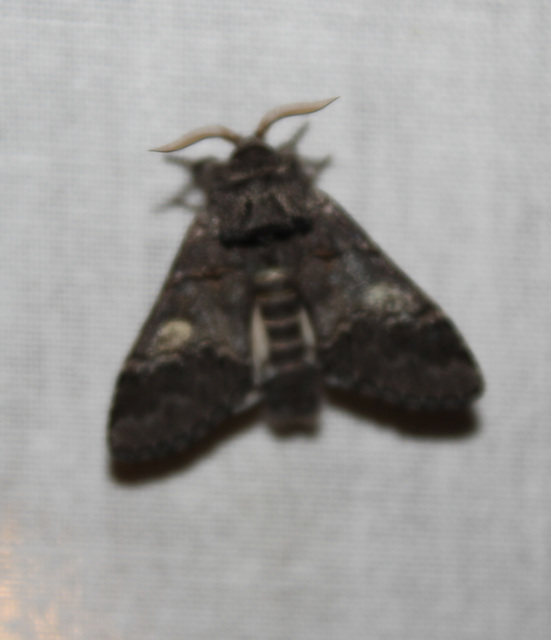 Drymonia querna - tölgyfa-púposszövő