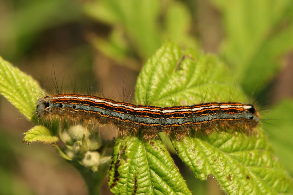 Malacosoma neustria - gyűrűsszövő