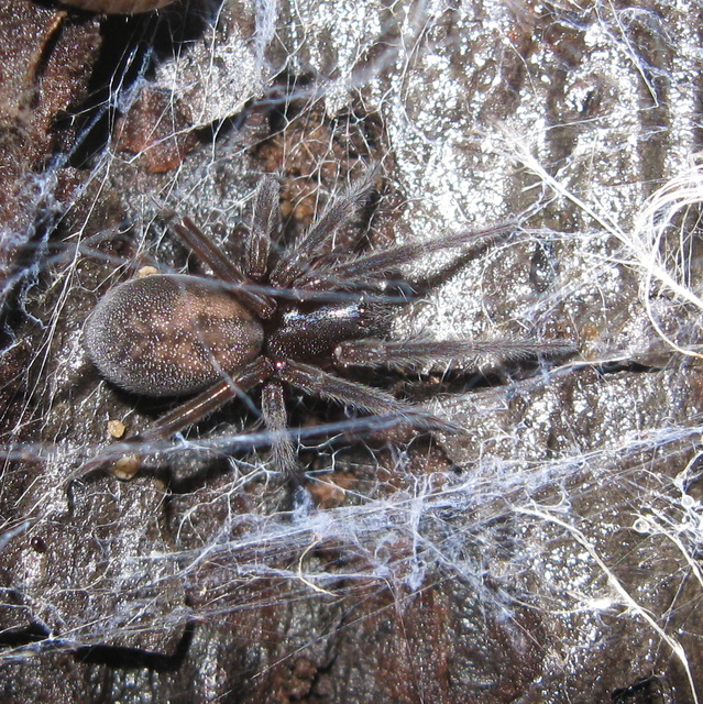 Amaurobius erberi - kis eretnekpók