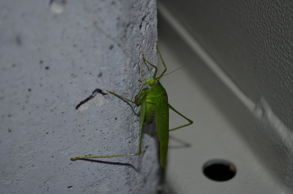 Phaneroptera falcata - zöld repülőszöcske