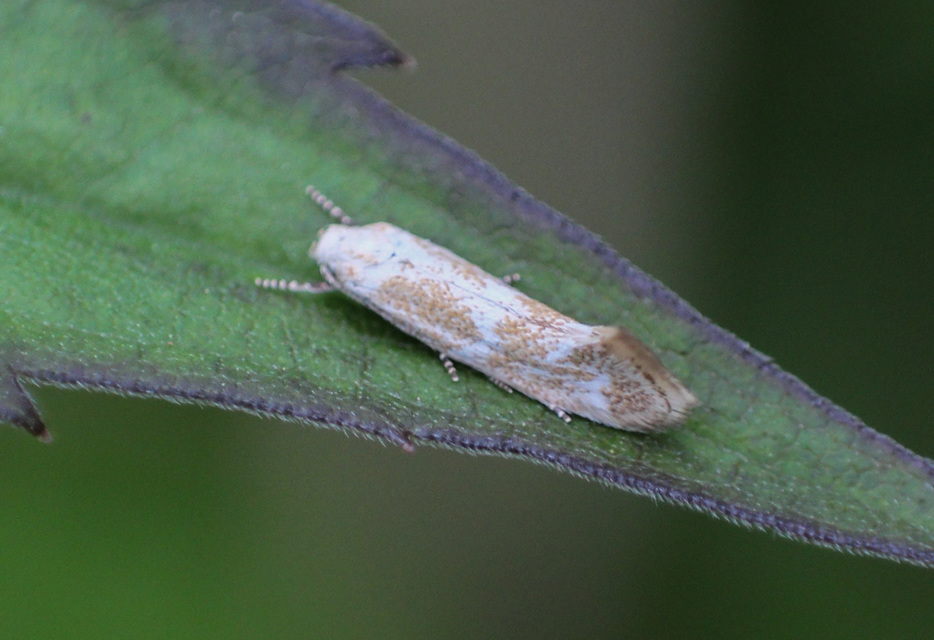 Elachista