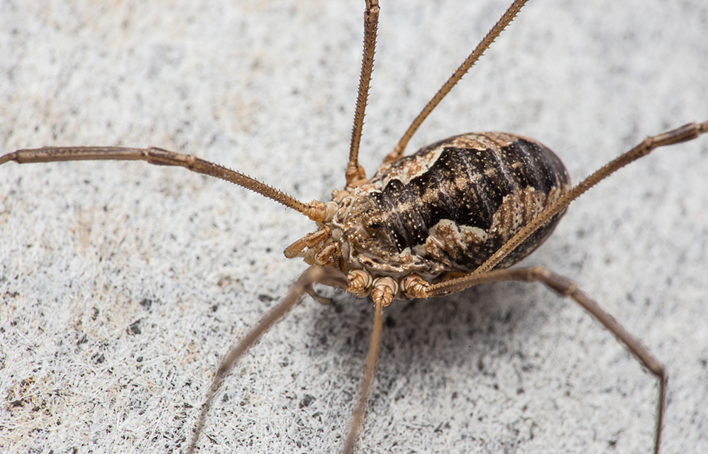 Mitopus morio