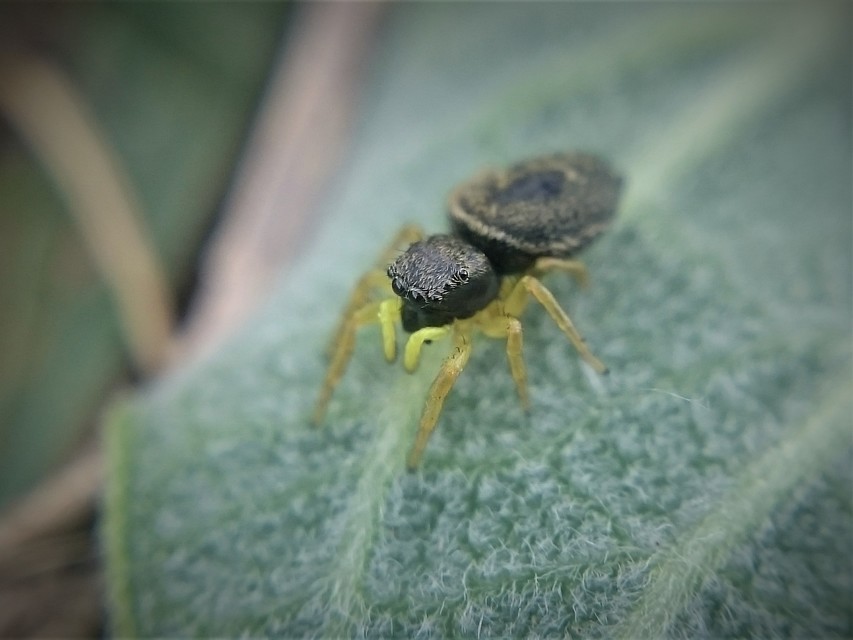 Heliophanus flavipes - fémes ugrópók