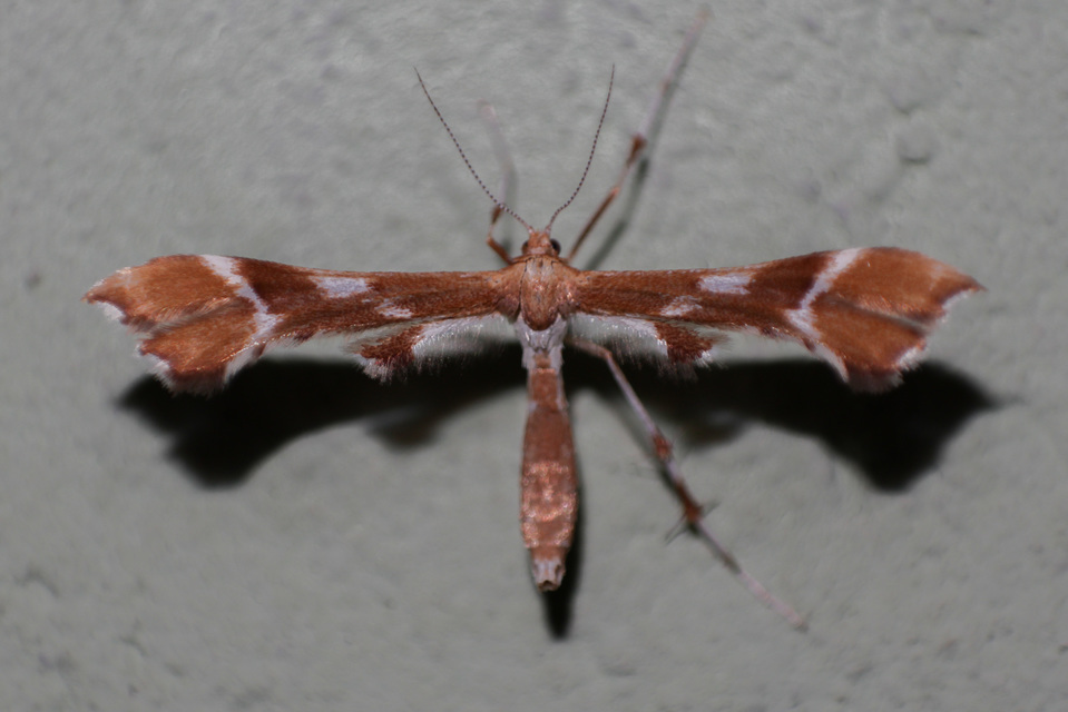 Cnaemidophorus rhododactyla - rózsabogyó-tollasmoly