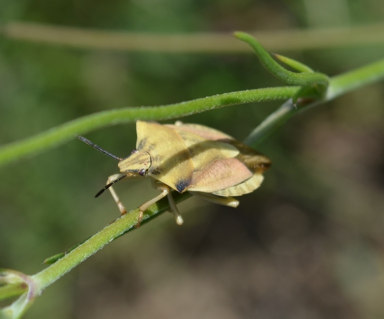 Carpocoris fuscispinus - tüskés gyümölcspoloska Carpocoris fuscispinus - tüskés gyümölcspoloska