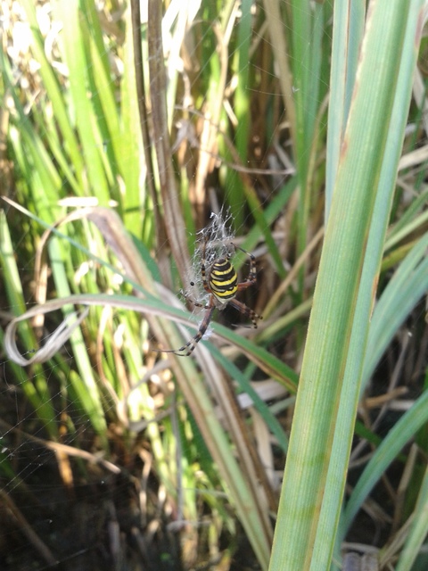 Argiope bruennichi - darázspók