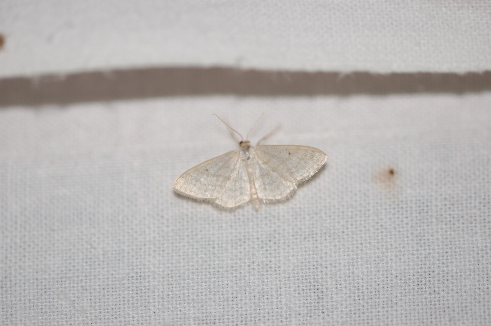 Idaea subsericeata - ötvonalas apróaraszoló