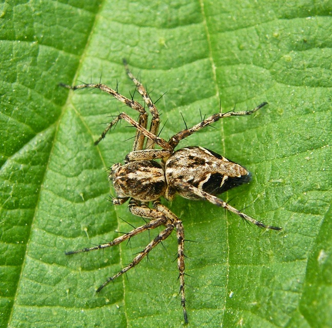 Oxyopes ramosus