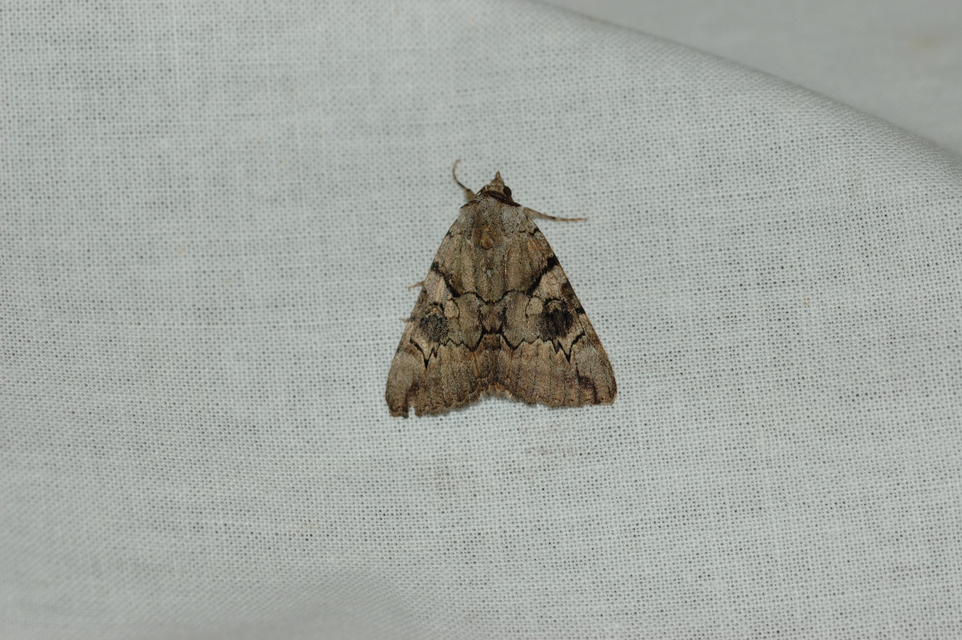 Catocala hymenaea - kökény-övesbagoly