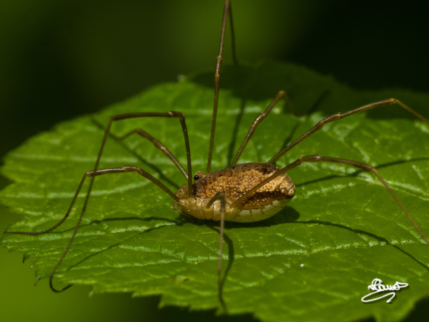 Rilaena triangularis