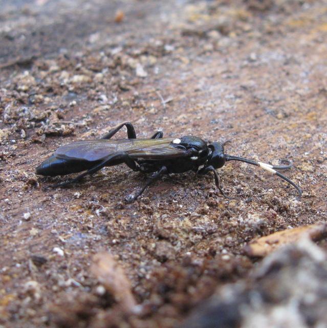 Ichneumoninae