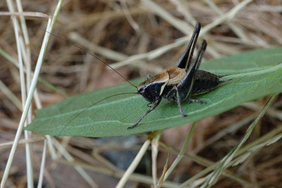 Pholidoptera aptera - nagy avarszöcske
