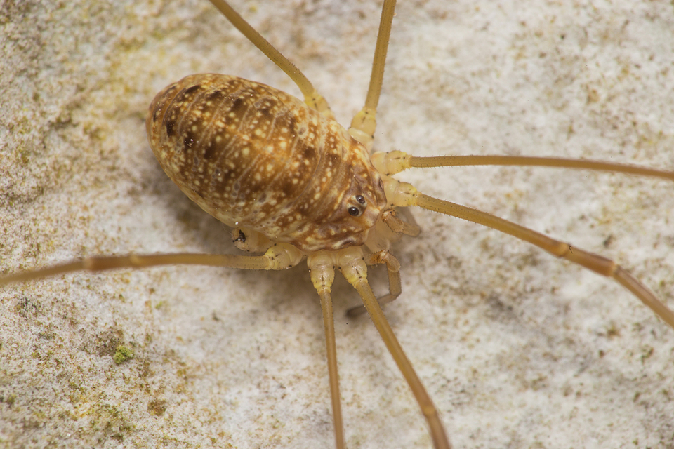Leiobunum