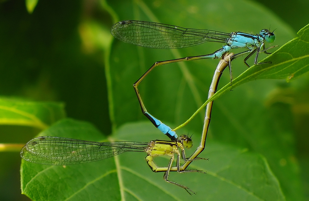 Ischnura elegans