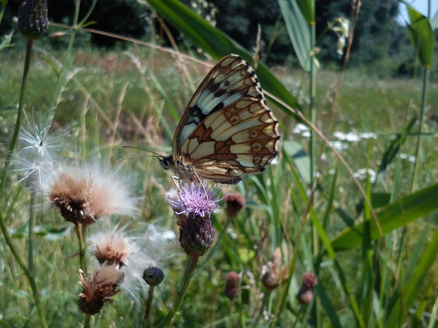 Melanargia galathea - sakktáblalepke