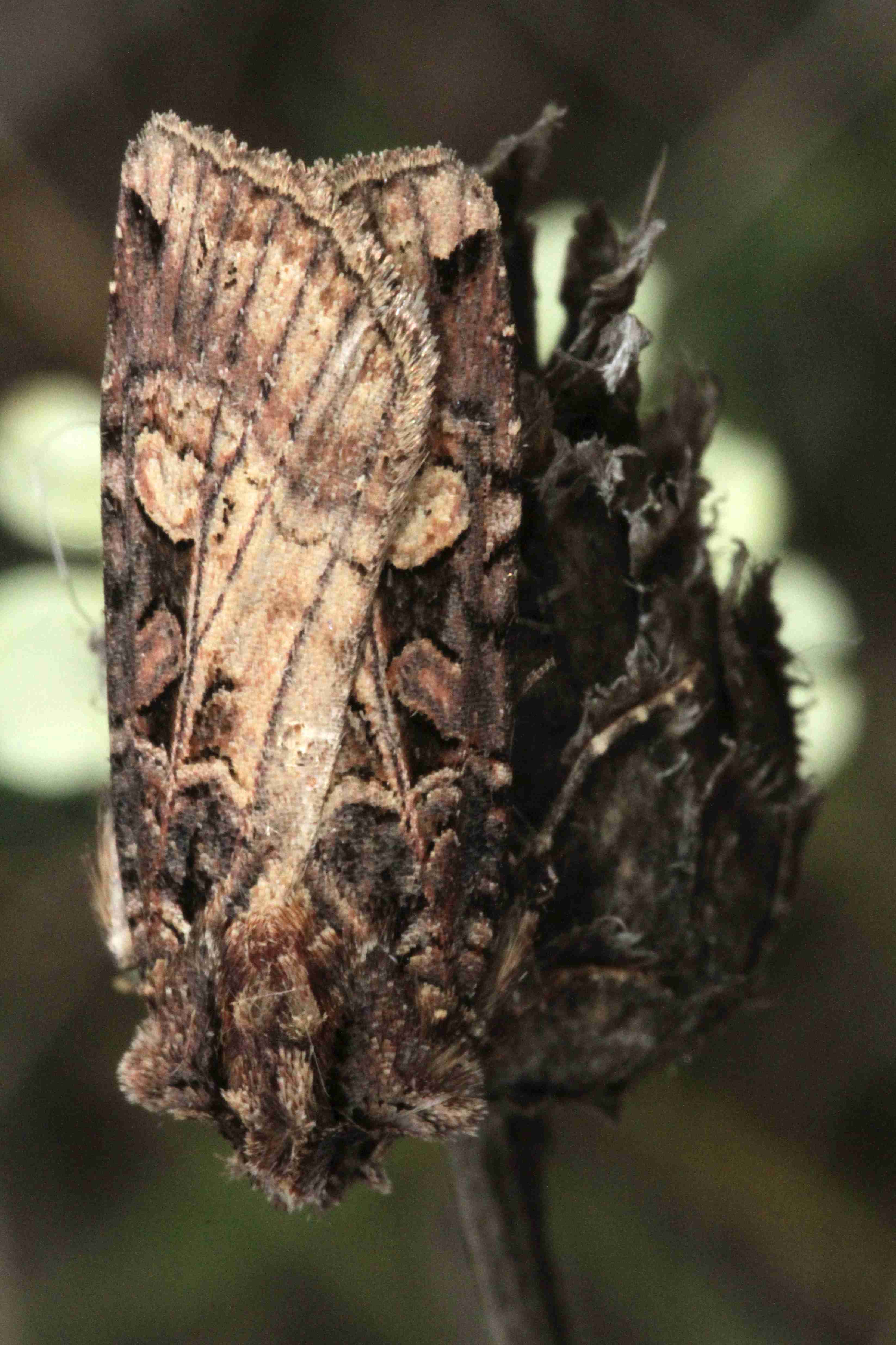 Opigena polygona - bronzos földibagoly