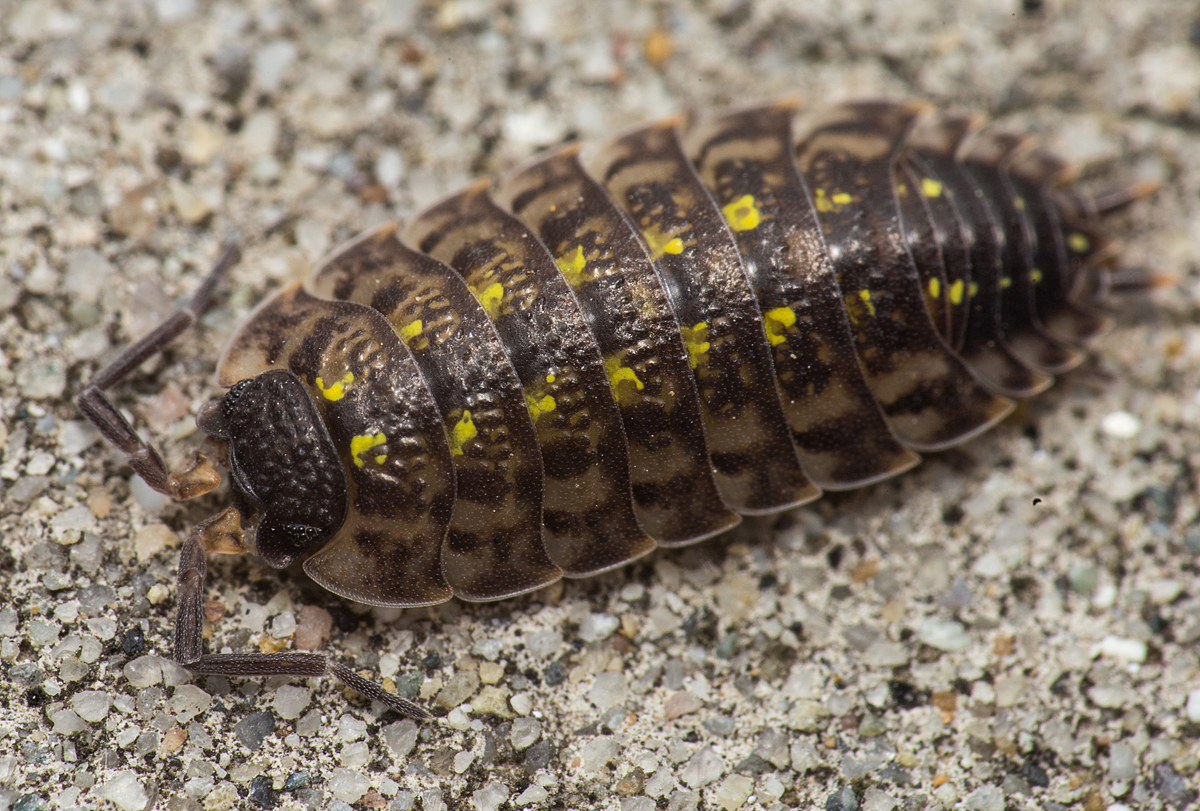 Porcellio spinicornis
