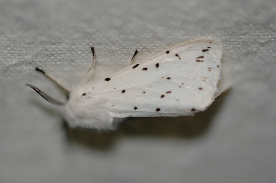 Spilosoma lubricipedum - tejszínű medvelepke