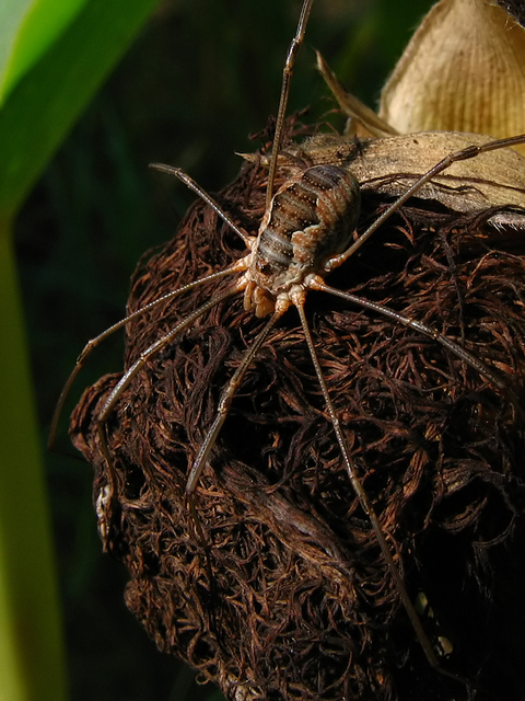 Mitopus morio