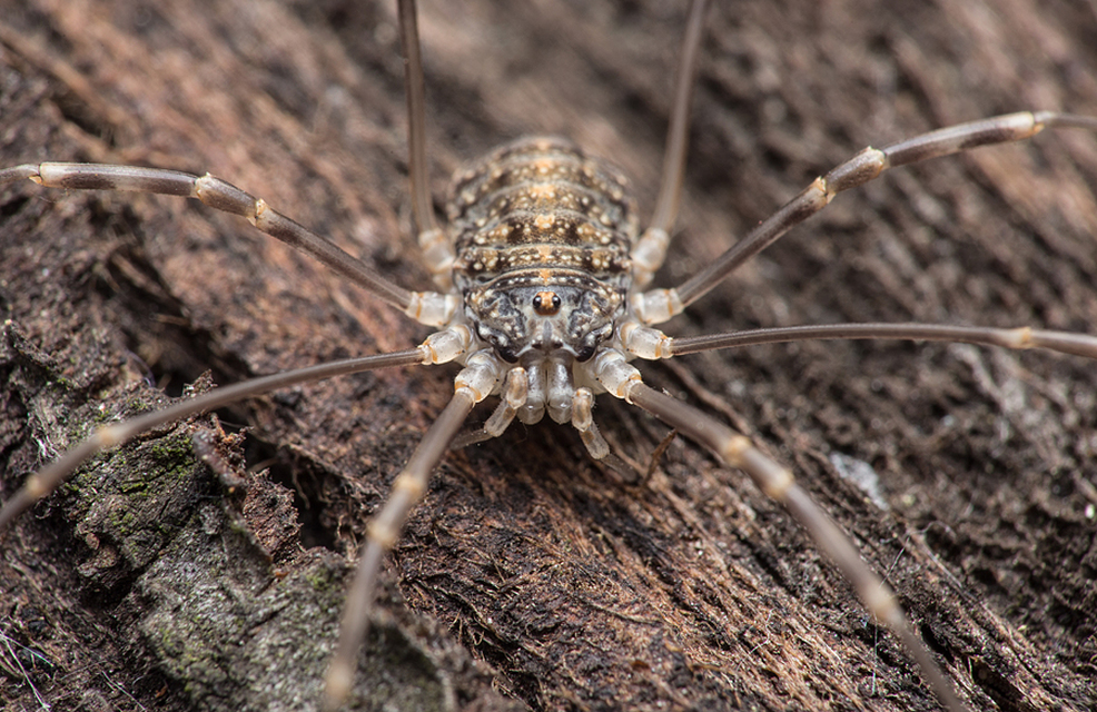 Opilio saxatilis
