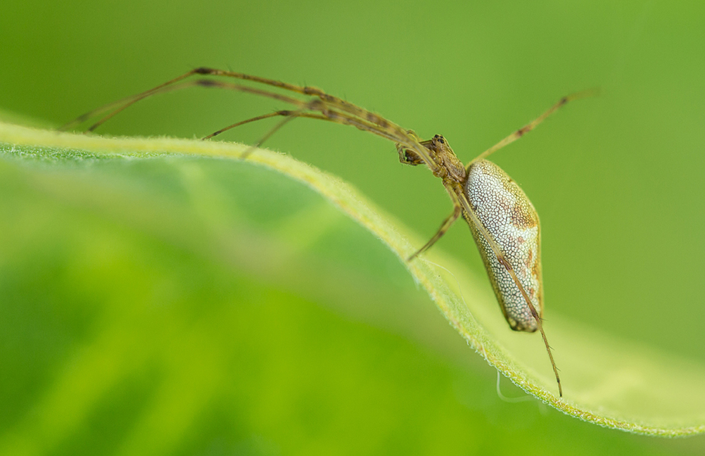 Tetragnatha