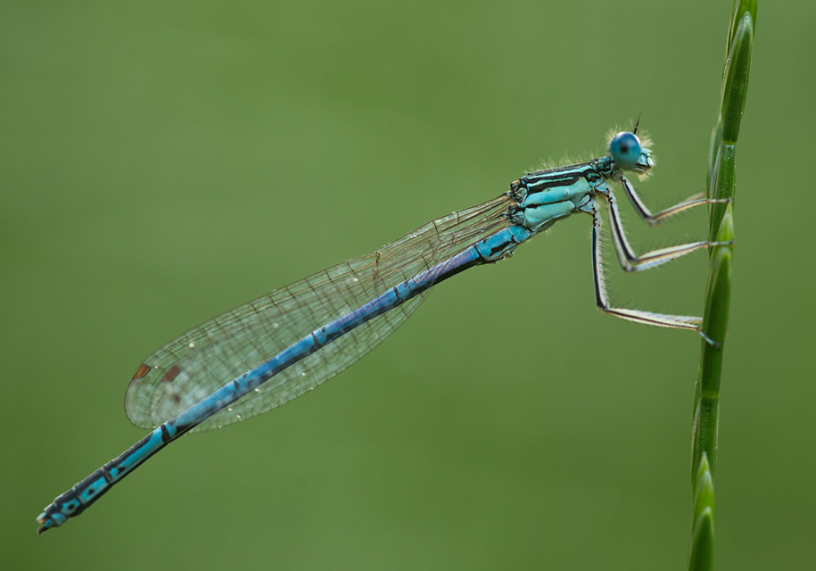 Platycnemis pennipes - széleslábú szitakötő
